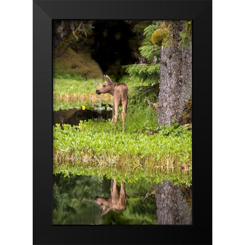 Tiny moose calf waits for its mother at a rainforest pond at Bartlett Cove- Glacier Bay. Black Modern Wood Framed Art Print by Sederquist, Betty