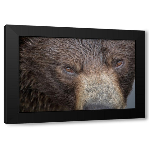 Ultra closeup of a brown bear at Fortress of the Bear- a Sitka rescue center. Black Modern Wood Framed Art Print by Sederquist, Betty