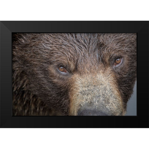 Ultra closeup of a brown bear at Fortress of the Bear- a Sitka rescue center. Black Modern Wood Framed Art Print by Sederquist, Betty