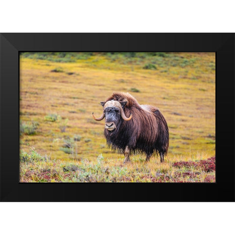 USA- Alaska- Noatak National Preserve. Bull Muskox on the arctic tundra. Black Modern Wood Framed Art Print by Norrsell, Fredrik