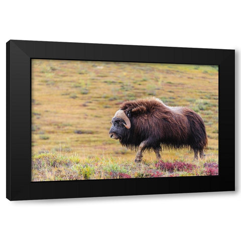 USA- Alaska- Noatak National Preserve. Bull Muskox on the arctic tundra. Black Modern Wood Framed Art Print with Double Matting by Norrsell, Fredrik