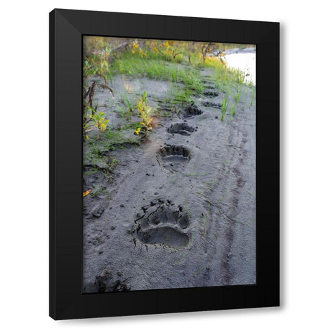 USA- Alaska- Noatak National Preserve. Fresh tracks from a Brown Bear. Black Modern Wood Framed Art Print by Norrsell, Fredrik
