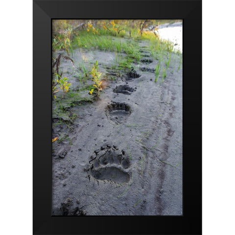 USA- Alaska- Noatak National Preserve. Fresh tracks from a Brown Bear. Black Modern Wood Framed Art Print by Norrsell, Fredrik