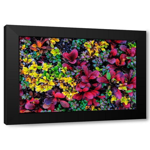 USA- Alaska- Noatak National Preserve. Alpine Bearberry on arctic tundra in autumn colors. Black Modern Wood Framed Art Print by Norrsell, Fredrik