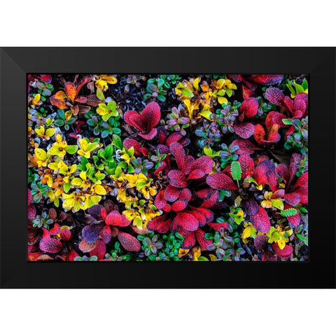 USA- Alaska- Noatak National Preserve. Alpine Bearberry on arctic tundra in autumn colors. Black Modern Wood Framed Art Print by Norrsell, Fredrik