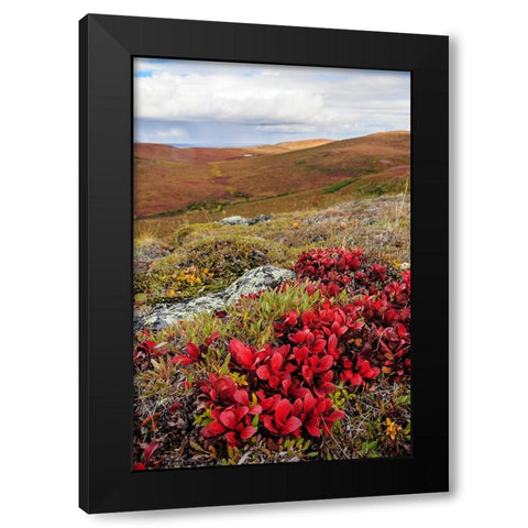 USA- Alaska- Noatak National Preserve. Alpine Bearberry on arctic tundra in autumn colors. Black Modern Wood Framed Art Print by Norrsell, Fredrik
