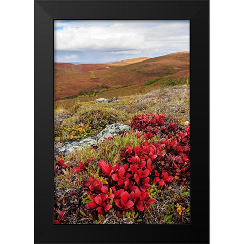 USA- Alaska- Noatak National Preserve. Alpine Bearberry on arctic tundra in autumn colors. Black Modern Wood Framed Art Print by Norrsell, Fredrik
