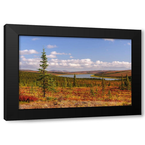 USA- Alaska- Kotzebue- Noatak River. Autumn colors along the Noatak River. Black Modern Wood Framed Art Print by Norrsell, Fredrik
