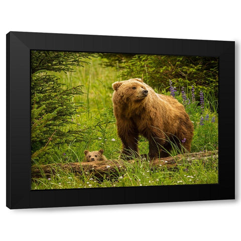 USA-Alaska-Female grizzly bear and cub Black Modern Wood Framed Art Print by Theodore, George and Marilu