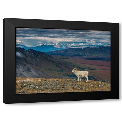 Dall sheep on ridge-fall tundra-Denali National Park-Alaska-USA Black Modern Wood Framed Art Print by Garber, Howie