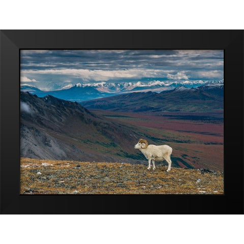 Dall sheep on ridge-fall tundra-Denali National Park-Alaska-USA Black Modern Wood Framed Art Print by Garber, Howie