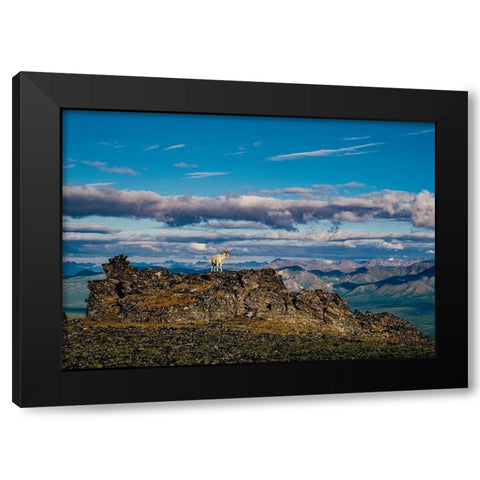 Solo dall ram on ridge-Denali National Park-Alaska-USA Black Modern Wood Framed Art Print with Double Matting by Garber, Howie