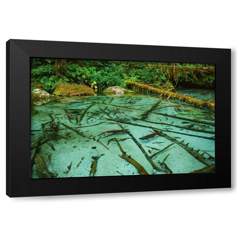 Salmon spawning hole in forest near Haines-Alaska-Tongass National Forest Black Modern Wood Framed Art Print by Garber, Howie