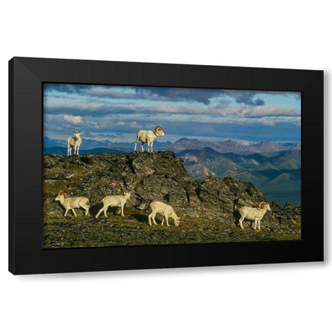 Herd of Dall Rams and Ewes graze on ridge-Denali National Park-Alaska Black Modern Wood Framed Art Print by Garber, Howie