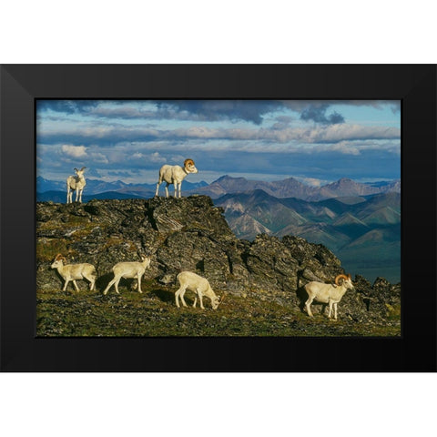 Herd of Dall Rams and Ewes graze on ridge-Denali National Park-Alaska Black Modern Wood Framed Art Print by Garber, Howie