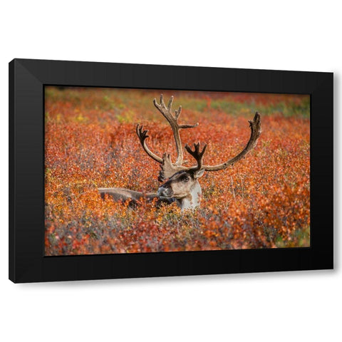 Large male caribou in red fall tundra-eye to eye with photographer-Denali National Park-Alaska Black Modern Wood Framed Art Print by Garber, Howie