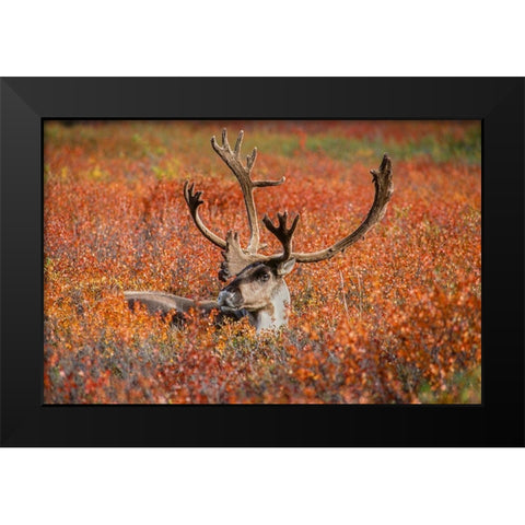 Large male caribou in red fall tundra-eye to eye with photographer-Denali National Park-Alaska Black Modern Wood Framed Art Print by Garber, Howie
