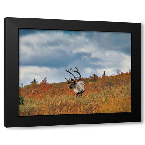 Caribou in fall foliage-Denali national Park-Alaska Black Modern Wood Framed Art Print by Garber, Howie