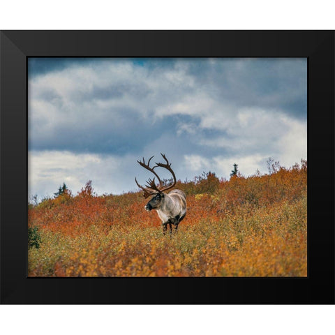 Caribou in fall foliage-Denali national Park-Alaska Black Modern Wood Framed Art Print by Garber, Howie