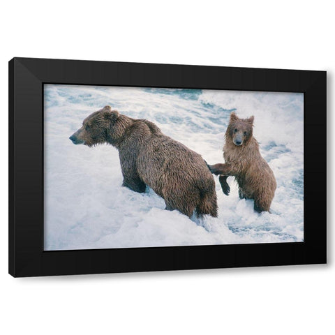 Mother and Cub-Alaskan Brown Bear in creek at McNeil River State Game Reserve-Alaska Black Modern Wood Framed Art Print with Double Matting by Garber, Howie
