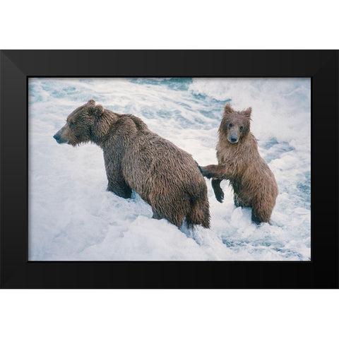 Mother and Cub-Alaskan Brown Bear in creek at McNeil River State Game Reserve-Alaska Black Modern Wood Framed Art Print by Garber, Howie