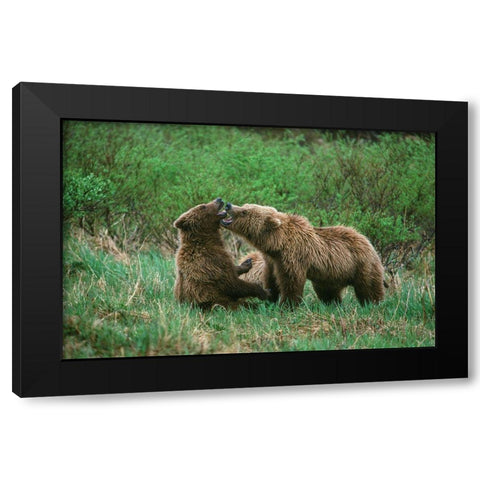 Play behavior between Sow and Cub Brown Bear-McNeil River State Game Reserve-Alaska Black Modern Wood Framed Art Print by Garber, Howie