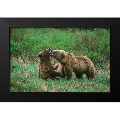 Play behavior between Sow and Cub Brown Bear-McNeil River State Game Reserve-Alaska Black Modern Wood Framed Art Print by Garber, Howie