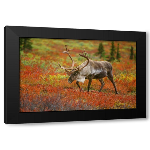 Large male caribou wandering in colorful fall tundra-Denali National Park-Alaska Black Modern Wood Framed Art Print with Double Matting by Garber, Howie