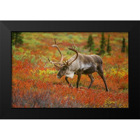 Large male caribou wandering in colorful fall tundra-Denali National Park-Alaska Black Modern Wood Framed Art Print by Garber, Howie