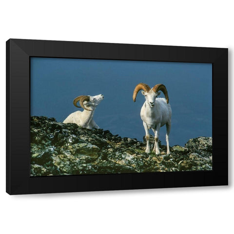 Two Dall Sheep Rams on ridge-Denali National Park-Alaska Black Modern Wood Framed Art Print by Garber, Howie