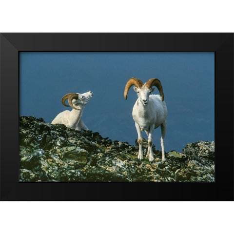 Two Dall Sheep Rams on ridge-Denali National Park-Alaska Black Modern Wood Framed Art Print by Garber, Howie