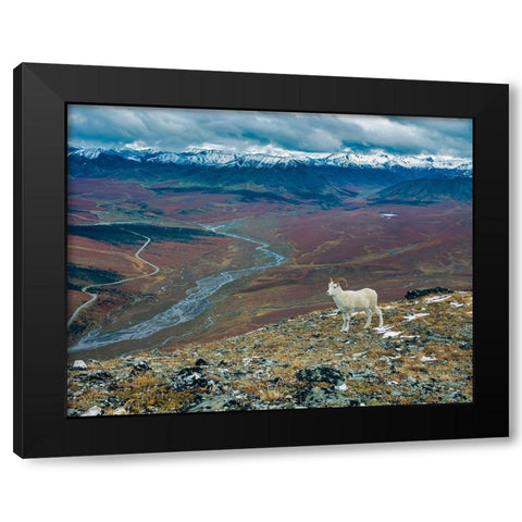 Dall Ram on ridge-fall tundra-Denali National Park-Alaska Black Modern Wood Framed Art Print with Double Matting by Garber, Howie