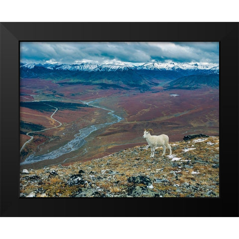 Dall Ram on ridge-fall tundra-Denali National Park-Alaska Black Modern Wood Framed Art Print by Garber, Howie