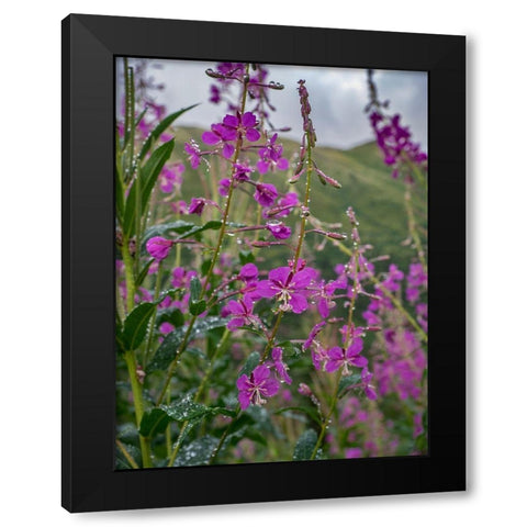 Fireweed and Alaskan morning near Eagle River-Alaska Black Modern Wood Framed Art Print with Double Matting by Garber, Howie