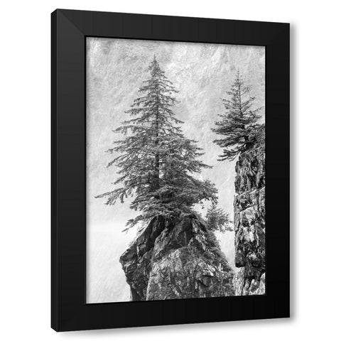 Alaska- Kenai Peninsula. Black and white image of pine tree on a monolith. Black Modern Wood Framed Art Print with Double Matting by Muir, Janet