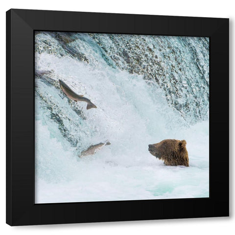 Alaska- Brooks Falls. Grizzly bear at the base of the falls watching fish jump. Black Modern Wood Framed Art Print by Muir, Janet