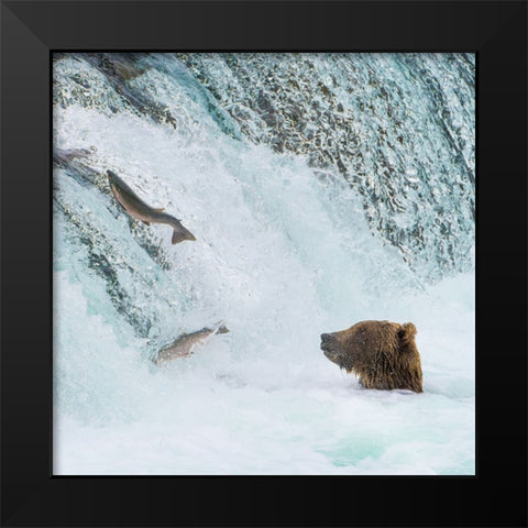 Alaska- Brooks Falls. Grizzly bear at the base of the falls watching fish jump. Black Modern Wood Framed Art Print by Muir, Janet