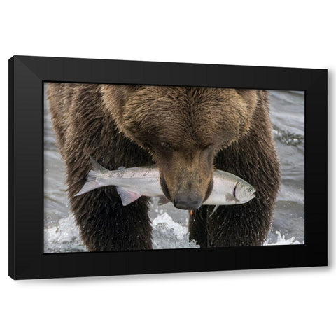 Alaska- Brooks Falls. Grizzley bear holding a salmon in its mouth. Black Modern Wood Framed Art Print by Muir, Janet