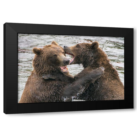 Alaska- Brooks Falls- Two young grizzly bears playing. Black Modern Wood Framed Art Print by Muir, Janet