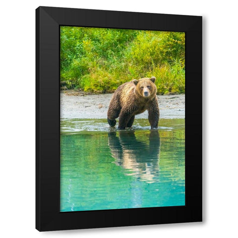 Alaska- Lake Clark. Young grizzly bear walks along the shoreline. Black Modern Wood Framed Art Print by Muir, Janet