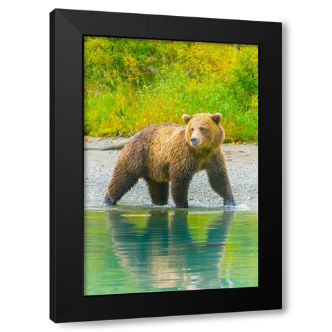 Alaska- Lake Clark. Grizzly bear walks along the shoreline. Black Modern Wood Framed Art Print with Double Matting by Muir, Janet