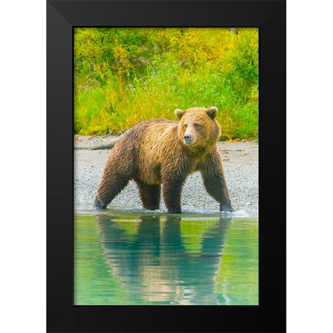 Alaska- Lake Clark. Grizzly bear walks along the shoreline. Black Modern Wood Framed Art Print by Muir, Janet