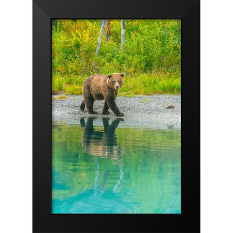 Alaska- Lake Clark. Young grizzly bear walks along the shoreline. Black Modern Wood Framed Art Print by Muir, Janet