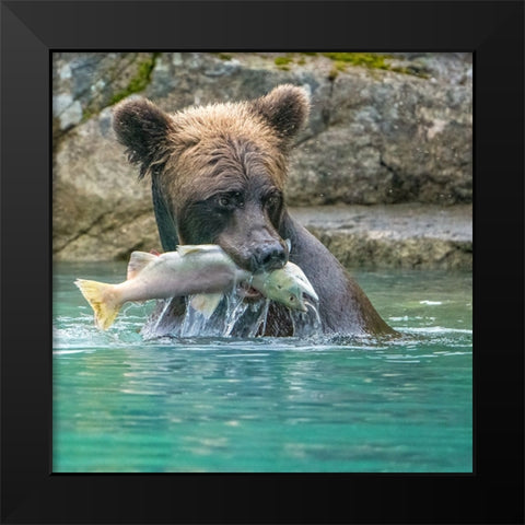 Alaska- Lake Clark. Grizzly bear holds fish while sitting in the water. Black Modern Wood Framed Art Print by Muir, Janet