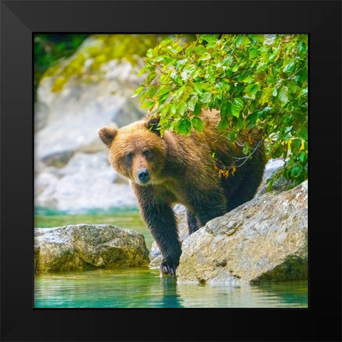 Alaska- Lake Clark. Grizzly bear walks along the shoreline among the boulders. Black Modern Wood Framed Art Print by Muir, Janet