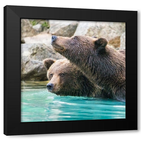 Alaska- Lake Clark. Headshots of two grizzly bears swimming. Black Modern Wood Framed Art Print by Muir, Janet