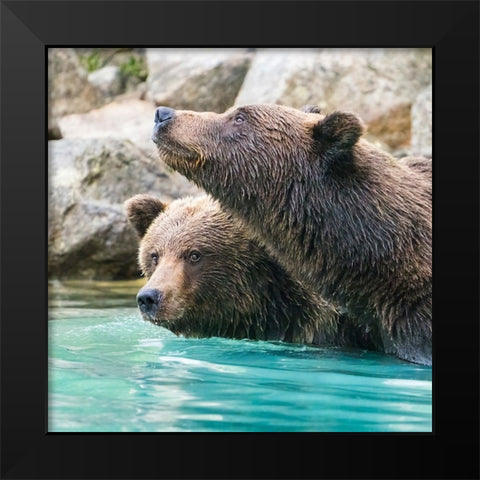 Alaska- Lake Clark. Headshots of two grizzly bears swimming. Black Modern Wood Framed Art Print by Muir, Janet