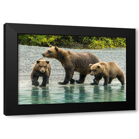 Alaska- Lake Clark. Mom and two cubs walking along the shoreline. Black Modern Wood Framed Art Print with Double Matting by Muir, Janet