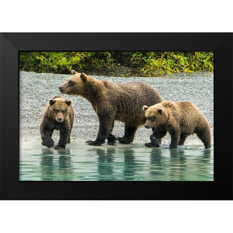 Alaska- Lake Clark. Mom and two cubs walking along the shoreline. Black Modern Wood Framed Art Print by Muir, Janet