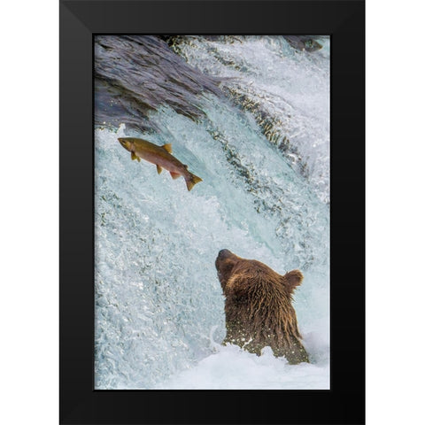 Alaska- Brooks Falls. Grizzly ear at the base of the falls watching a fish jump. Black Modern Wood Framed Art Print by Muir, Janet